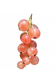 Ribes rubrum Rosalinn C2 Lit. 30-40 cm