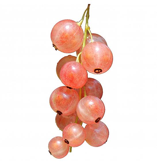 Ribes rubrum Rosalinn C2 Lit. 30-40 cm