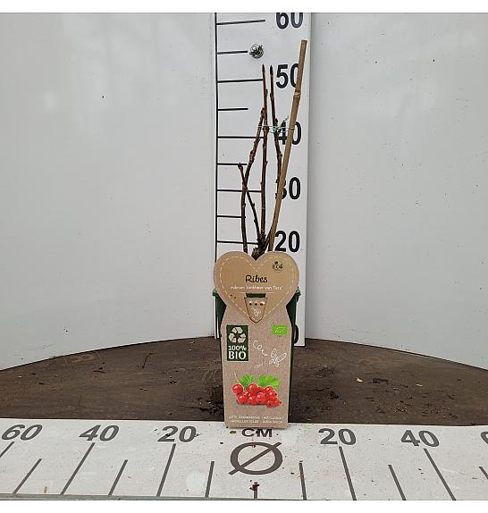 Ribes rubrum Junifer C2 Lit. 30-40 cm BIO