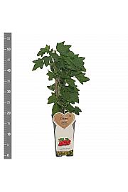 Ribes rubrum Junifer C2 Lit. 30-40 cm