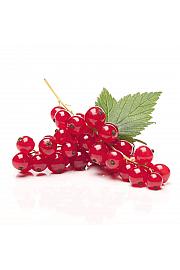 Ribes rubrum Junifer C2 Lit. 30-40 cm