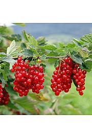 Ribes rubrum Jonkheer van Tets C5 Lit. Na stabljici od 90 cm