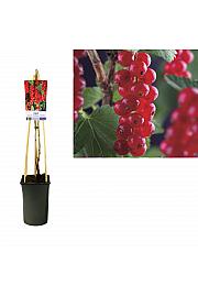 Ribes rubrum Jonkheer van Tets C2,5 Lit. 40-60 cm
