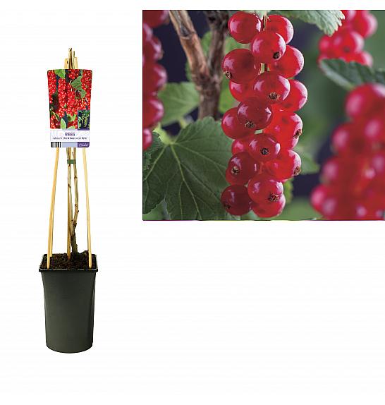 Ribes rubrum Jonkheer van Tets C2,5 Lit. 40-60 cm
