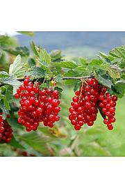 Ribes rubrum Jonkheer van Tets C2 Lit. Na steblu 60 cm