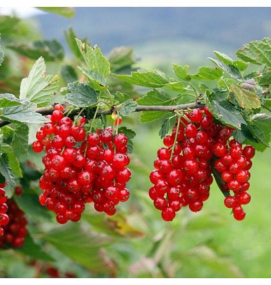 Ribes rubrum Jonkheer van Tets C2 Lit. Na steblu 60 cm