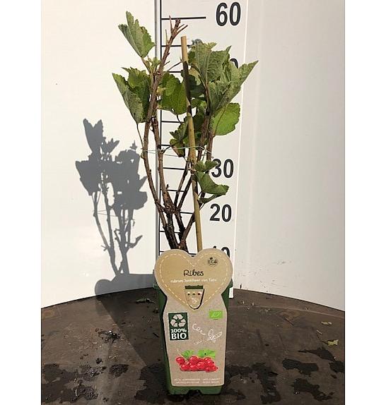 Ribes rubrum Jonkheer van Tets C2 Lit. 30-40 cm BIO
