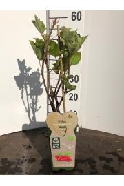 Ribes rubrum Jonkheer van Tets C2 Lit. 40-60 cm BIO