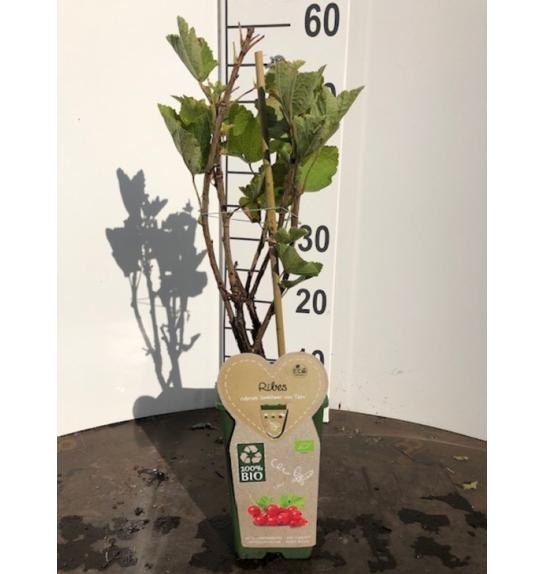 Ribes rubrum Jonkheer van Tets C2 Lit. 40-60 cm BIO