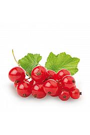 Ribes rubrum Jonkheer van Tets C2 Lit. 30-40 cm