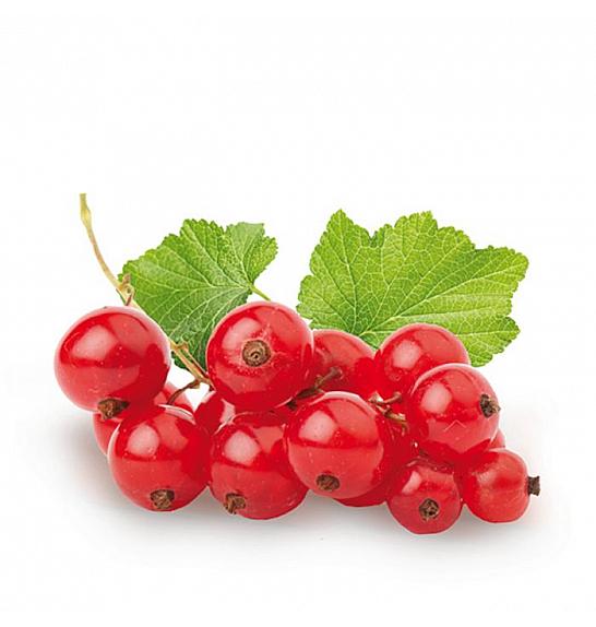 Ribes rubrum Jonkheer van Tets C2 Lit. 30-40 cm