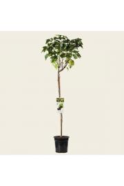 Ribes nigrum Zwart Titania C3 Lit. Na steblu 90 cm (24347)