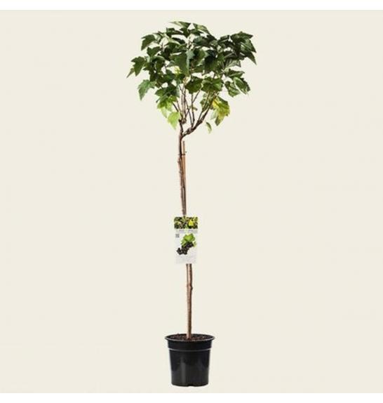 Ribes nigrum Zwart Titania C3 Lit. Na steblu 90 cm (24347)
