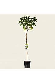 Ribes nigrum Zwart Titania C5 Lit. Na stabljici od 90 cm