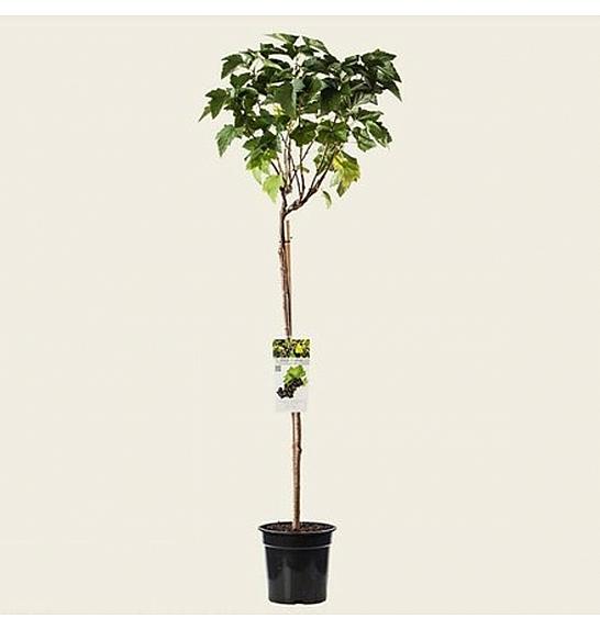 Ribes nigrum Zwart Titania C5 Lit. Na stabljici od 90 cm