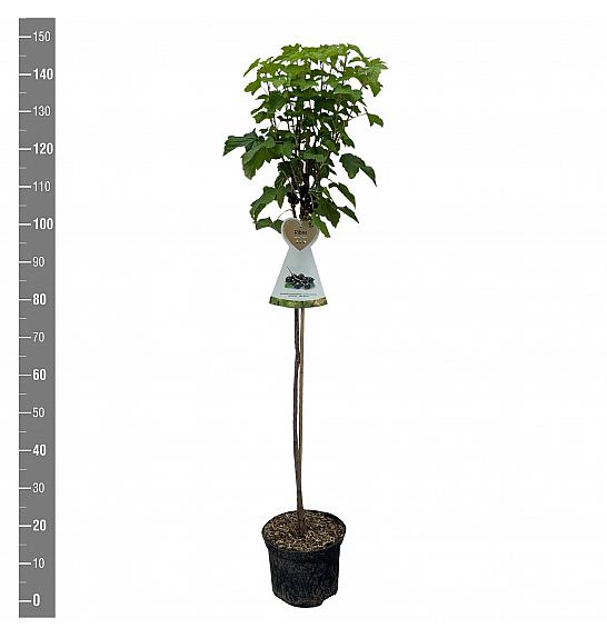 Ribes nigrum Zwart Titania C5 Lit. Na steblu 90 cm