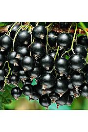 Ribes nigrum Zwart Titania C5 Lit. Na stabljici 60 cm