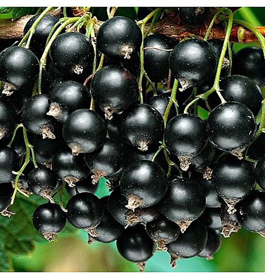 Ribes nigrum Zwart Titania C5 Lit. Na stabljici 60 cm