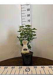 Ribes nigrum Titania C3 Lit. 30-40 cm