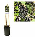 Ribes nigrum Titania C2,5 Lit. 40-60 cm