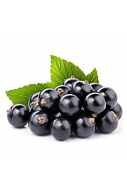 Ribes nigrum Titania C2 Lit. 30-40 cm BIO