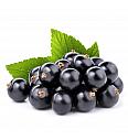 Ribes nigrum Titania C2 Lit. 40-60 cm BIO (124064)