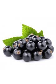 Ribes nigrum Titania C2 Lit. 40-60 cm BIO (124064)