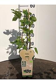 Ribes nigrum Titania C2 Lit. 30-40 cm BIO