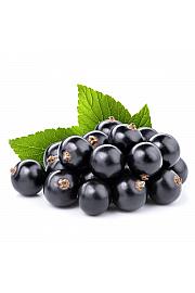 Ribes nigrum Titania C2 Lit. 30-40 cm