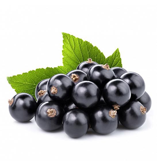 Ribes nigrum Titania C2 Lit. 30-40 cm