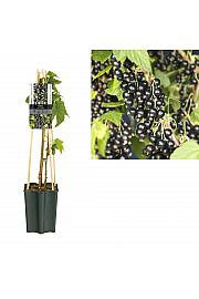 Ribes nigrum Titania C1,5 Lit. 30-40 cm