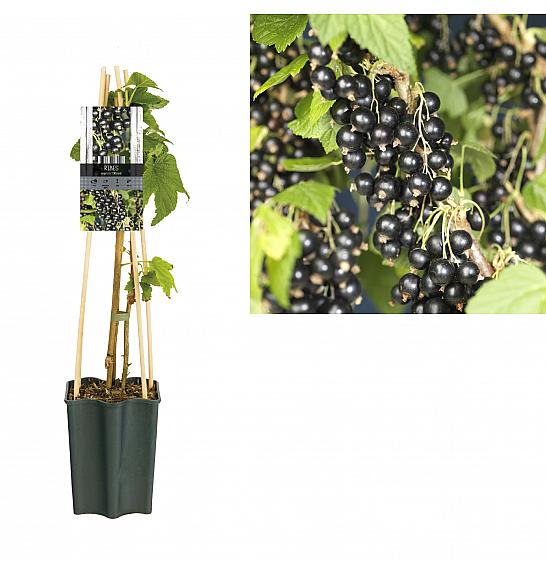 Ribes nigrum Titania C1,5 Lit. 30-40 cm
