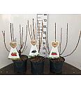 Ribes nigrum Jostine C5 Lit. 40-60 cm