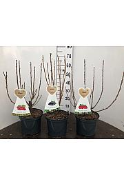Ribes nigrum Jostine C5 Lit. 40-60 cm