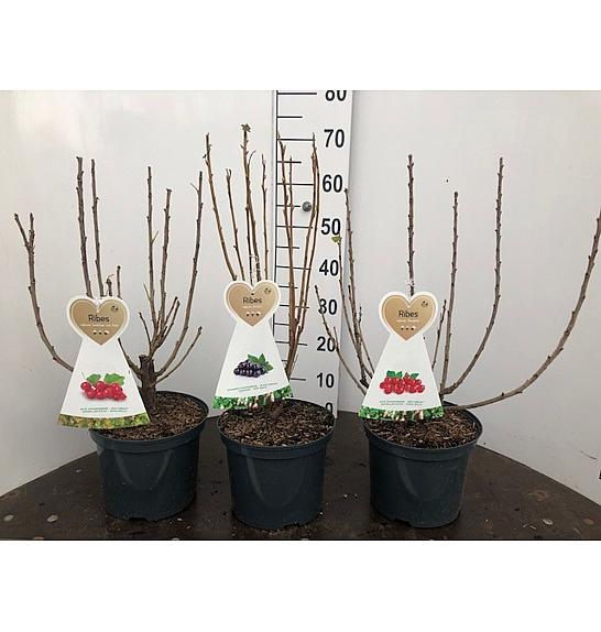 Ribes nigrum Jostine C5 Lit. 40-60 cm
