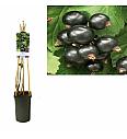 Ribes nigrum Ben Nevis C2,5 Lit. 40-60 cm