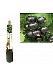 Ribes nigrum Ben Nevis C2,5 Lit. 40-60 cm