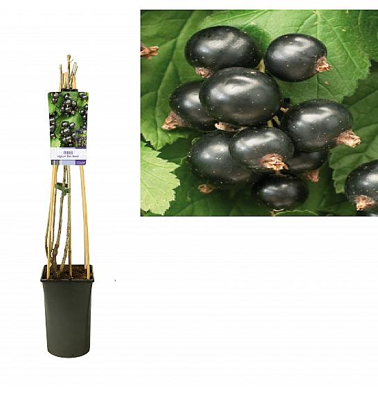 Ribes nigrum Ben Nevis C2,5 Lit. 40-60 cm
