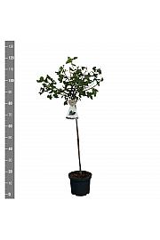 Ribes nidigrolaria Josta C5 Lit. Na steblu 60 cm