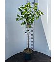 Ribes nidigrolaria Josta C3 Lit. Na steblu 60 cm