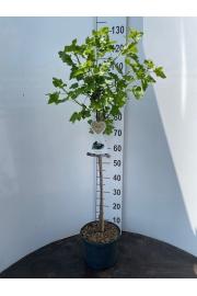 Ribes nidigrolaria Josta C3 Lit. Na steblu 60 cm