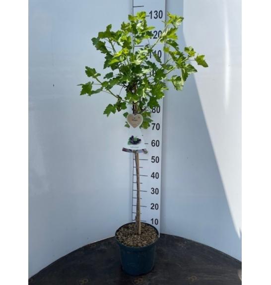 Ribes nidigrolaria Josta C3 Lit. Na steblu 60 cm