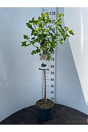 Ribes nidigrolaria Josta C5 Lit. Na stabljici 60 cm