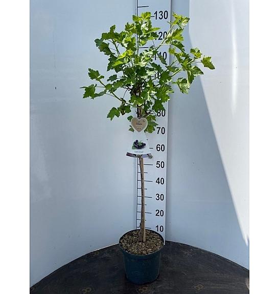 Ribes nidigrolaria Josta C5 Lit. Na stabljici 60 cm