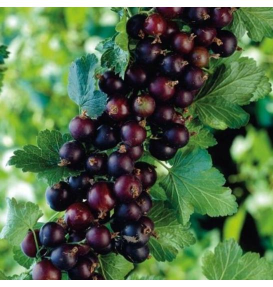 Ribes nidigrolaria Josta C3 Lit. Na steblu 90 cm (54106)