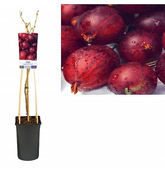 Ribes nidigrolaria Josta C2,5 Lit. 40-60 cm