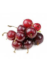 Ribes nidigrolaria Josta C2 Lit. 30-40 cm