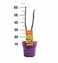 Rhus typhina Tiger Eyes® C3 Lit. 20-30 cm