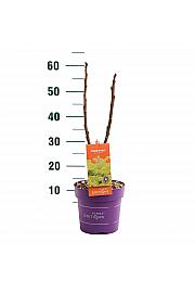 Rhus typhina Tiger Eyes® C3 Lit. 20-30 cm