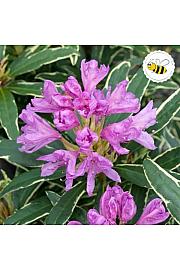 Rhododendron Ponticum Variegatum C5 Lit. 40-50 cm